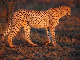 12 cheetahs from South Africa
